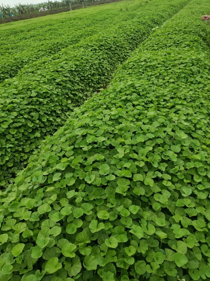 Những luống rau m&amp;aacute; của C&amp;ocirc;ng ty CP N&amp;ocirc;ng nghiệp GIGAHERBS Việt Nam.