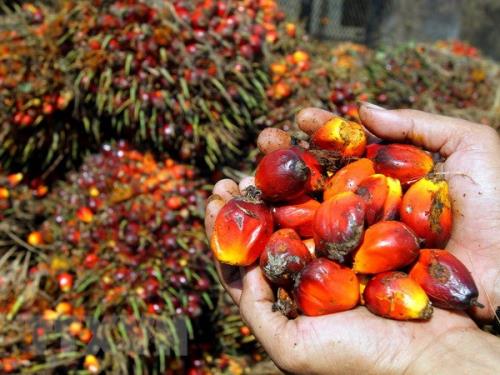 Quyết định tr&amp;ecirc;n của Indonesia, quốc gia xuất khẩu dầu cọ lớn nhất thế giới, c&amp;oacute; thể khiến gi&amp;aacute; mặt h&amp;agrave;ng n&amp;agrave;y tiếp tục giảm, sau khi đ&amp;atilde; giảm khoảng 50% kể từ cuối th&amp;aacute;ng 4 năm nay xuống mức thấp nhất trong hơn 1 năm qua