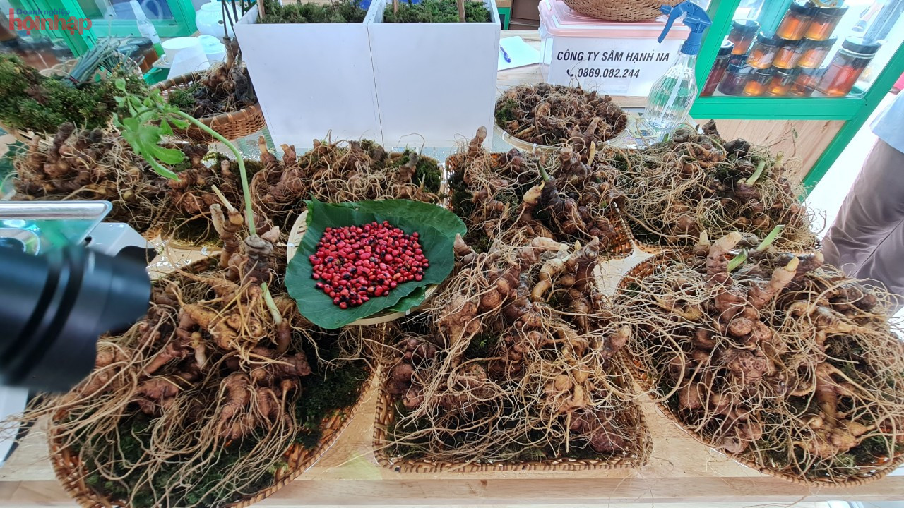Những củ s&amp;acirc;m Ngọc Linh được người d&amp;acirc;n, doanh nghiệp tại huyện Nam Tr&amp;agrave; My, Quảng Nam trưng b&amp;agrave;y tại  Lễ hội s&amp;acirc;m Ngọc Linh lần thứ IV năm 2022