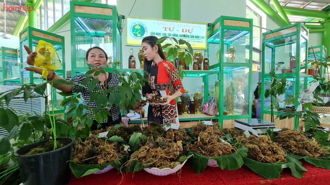 Nam Tr&amp;agrave; My xem ph&amp;aacute;t triển dược liệu l&amp;agrave; hướng đi mới mang t&amp;iacute;nh bền vững, hiệu quả cao v&amp;agrave; ho&amp;agrave;n to&amp;agrave;n c&amp;oacute; thể nh&amp;acirc;n rộng c&amp;aacute;ch l&amp;agrave;m ở c&amp;aacute;c huyện miền n&amp;uacute;i kh&amp;aacute;c tại c&amp;aacute;c V&amp;ugrave;ng cao đất Quảng Nam..