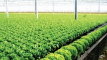 Thaco agri lỗ gần 900 tỷ đồng năm 2022, tổng tài sản gần 40.000 tỷ