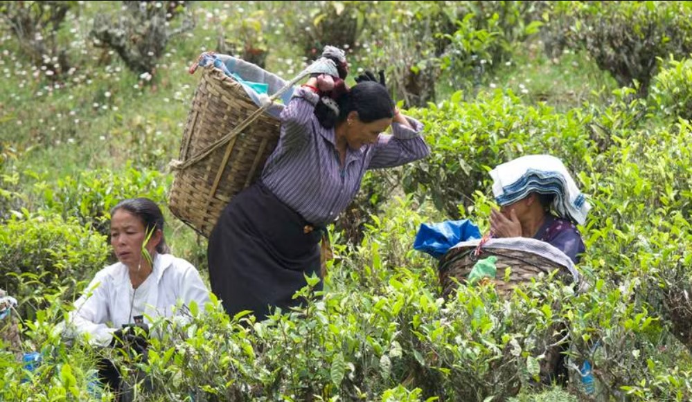 C&amp;ocirc;ng nh&amp;acirc;n h&amp;aacute;i l&amp;aacute; tr&amp;agrave; bằng tay tại Happy Valley Tea Estate ở Darjeeling, T&amp;acirc;y Bengal, Ấn Độ. Taniya Dutta / The National