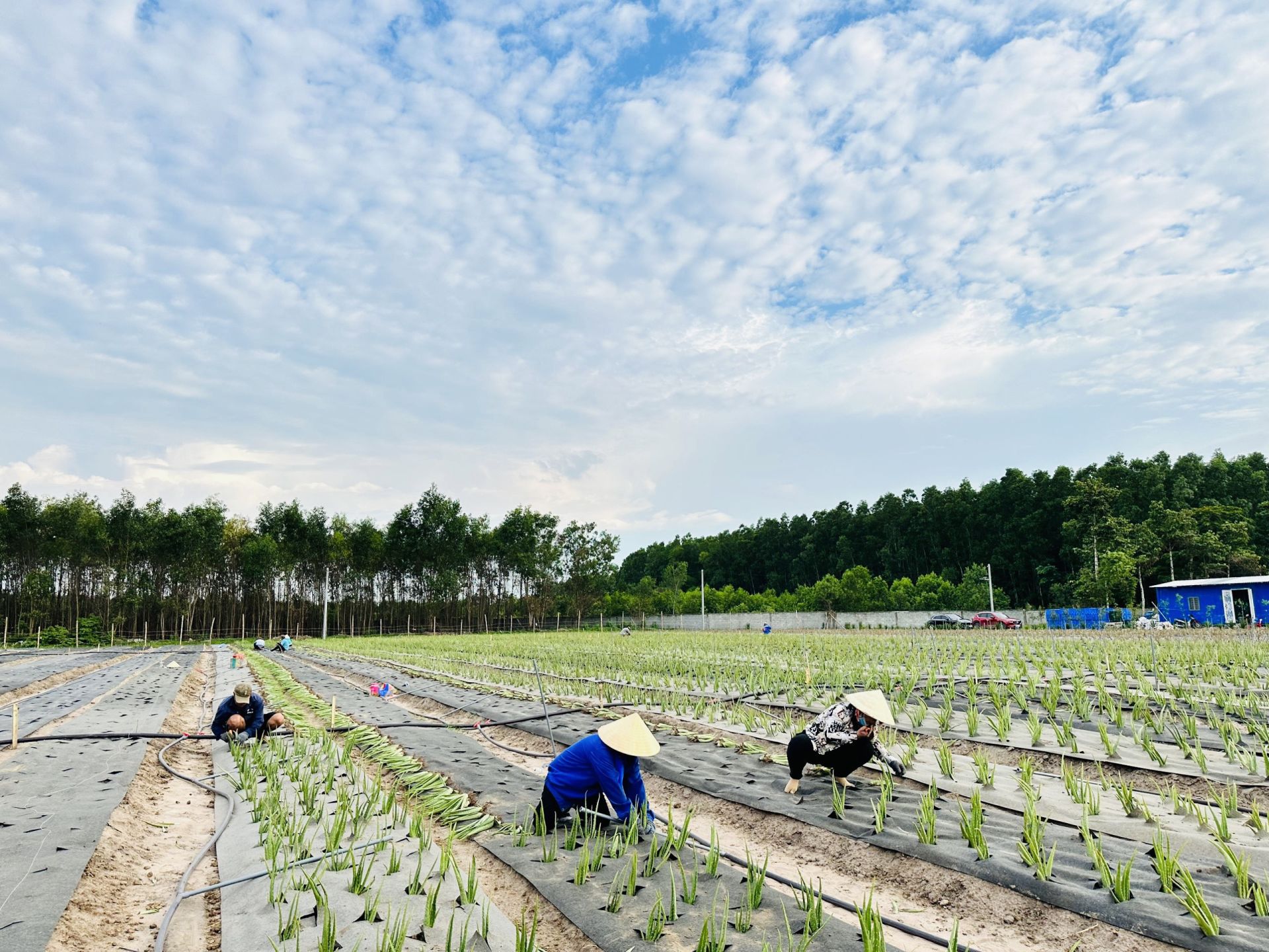 Những luống c&amp;acirc;y được chăm s&amp;oacute;c tỉ mỉ