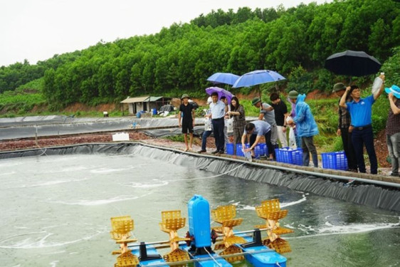 Quảng Ninh triển khai mô hình nuôi tôm thẻ chân trắng liên kết hợp tác theo chuỗi giá trị