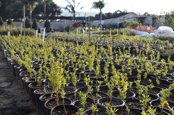 Quản lý chất lượng nguồn giống cây trồng, còn quá nhiều nỗi lo