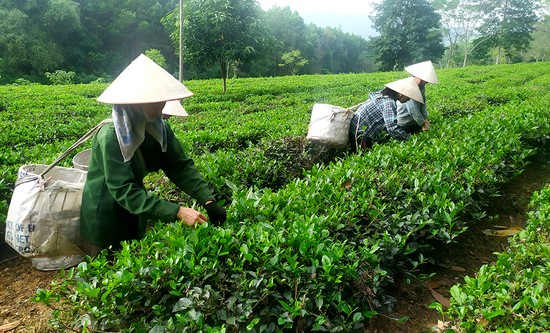 Ảnh minh họa