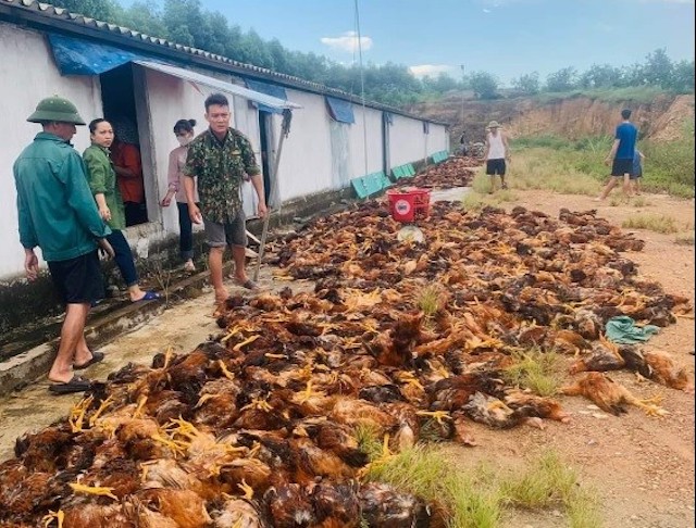 Quạt gi&amp;oacute; gặp sự cố c&amp;ugrave;ng với thời tiết nắng n&amp;oacute;ng đ&amp;atilde; khiến gần 8.000 con g&amp;agrave; của một trang trại huyện Can Lộc bị chết