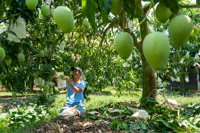 Đến năm 2025, tr&amp;ecirc;n địa b&amp;agrave;n tỉnh c&amp;oacute; hơn 16.760 ha xo&amp;agrave;i. Ảnh: Ng&amp;ocirc; Quang Tuy&amp;ecirc;n