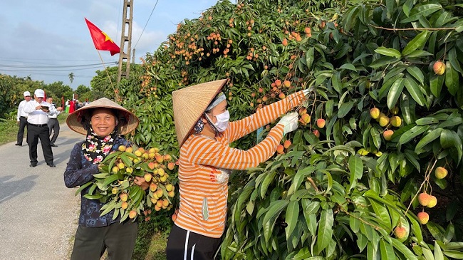 Năm 2023, sản lượng vải Thanh H&amp;agrave; đạt khoảng 35.500 tấn, giảm 6.500 tấn so với năm 2022. Vải sớm 20.000 tấn v&amp;agrave; vải ch&amp;iacute;nh vụ 15.500 tấn.