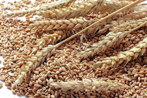 IGC dự đoán sản lượng ngũ cốc vào niên vụ 2023-2024 cao kỷ lục