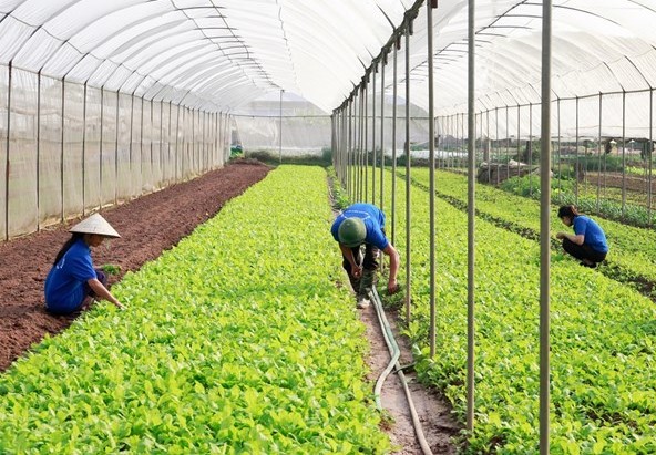 H&amp;agrave; Nội hướng tới mục ti&amp;ecirc;u năm 2025 HTX đạt doanh thu 5 tỷ đồng