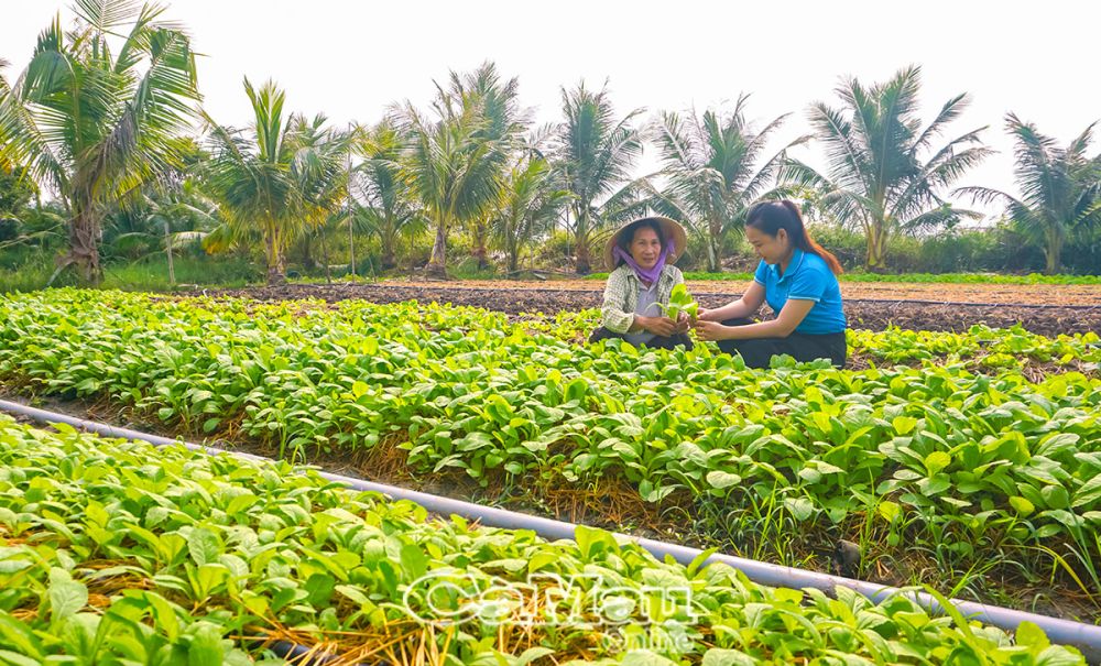 Với diện t&amp;iacute;ch nhỏ trồng nhiều loại rau củ quả, b&amp;agrave; &amp;Uacute;t (b&amp;ecirc;n tr&amp;aacute;i) kh&amp;ocirc;ng chỉ mở ra hướng đi mới m&amp;agrave; thu nhập trong gia đ&amp;igrave;nh cũng cải thiện r&amp;otilde; rệt.