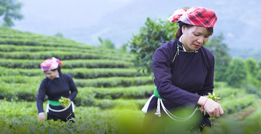 L&amp;agrave;o Cai đặt mục ti&amp;ecirc;u tăng trưởng ng&amp;agrave;nh n&amp;ocirc;ng nghiệp năm 2024 đạt tr&amp;ecirc;n 4%