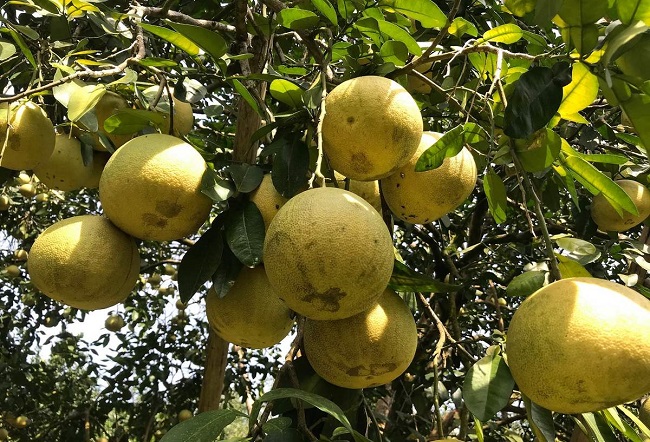 Bưởi Đại Minh &amp;ndash; Đặc sản qu&amp;yacute; của v&amp;ugrave;ng đất Y&amp;ecirc;n B&amp;aacute;i