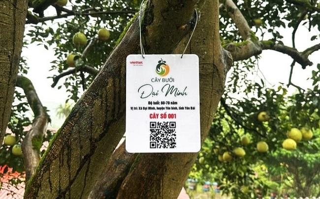 Nh&amp;atilde;n truy xuất về sản phẩm bưởi Đại Minh