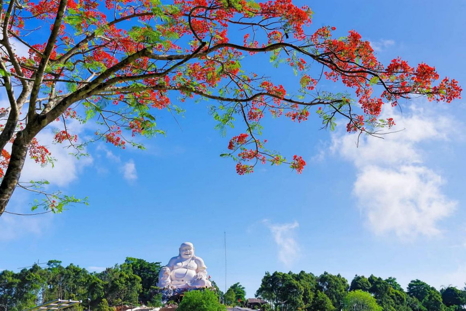 Hoa phượng nở đỏ rực tr&amp;ecirc;n nền trời xanh biếc - b&amp;aacute;o hiệu h&amp;egrave; về