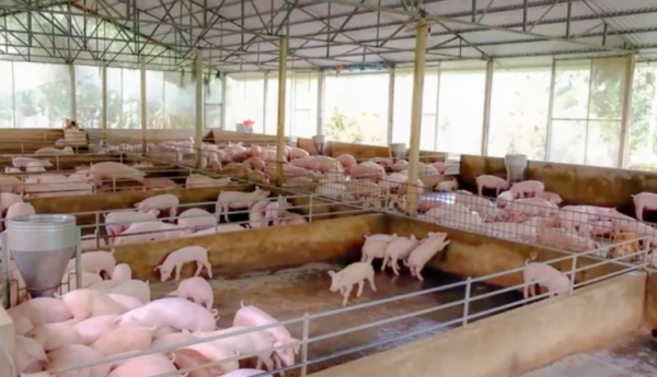 Cần Thơ: Triển khai Đề án phát triển công nghiệp sản xuất giống vật nuôi đến năm 2030