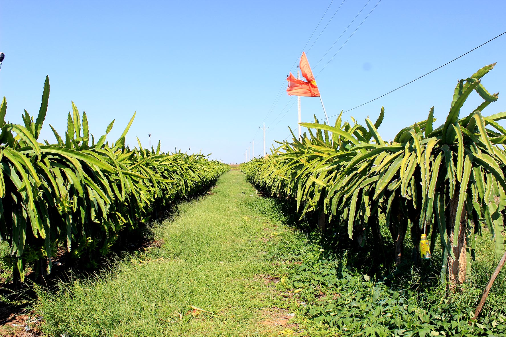 Khoảng 35% diện t&amp;iacute;ch thanh long của tỉnh đ&amp;aacute;p ứng y&amp;ecirc;u cầu chất lượng VietGAP