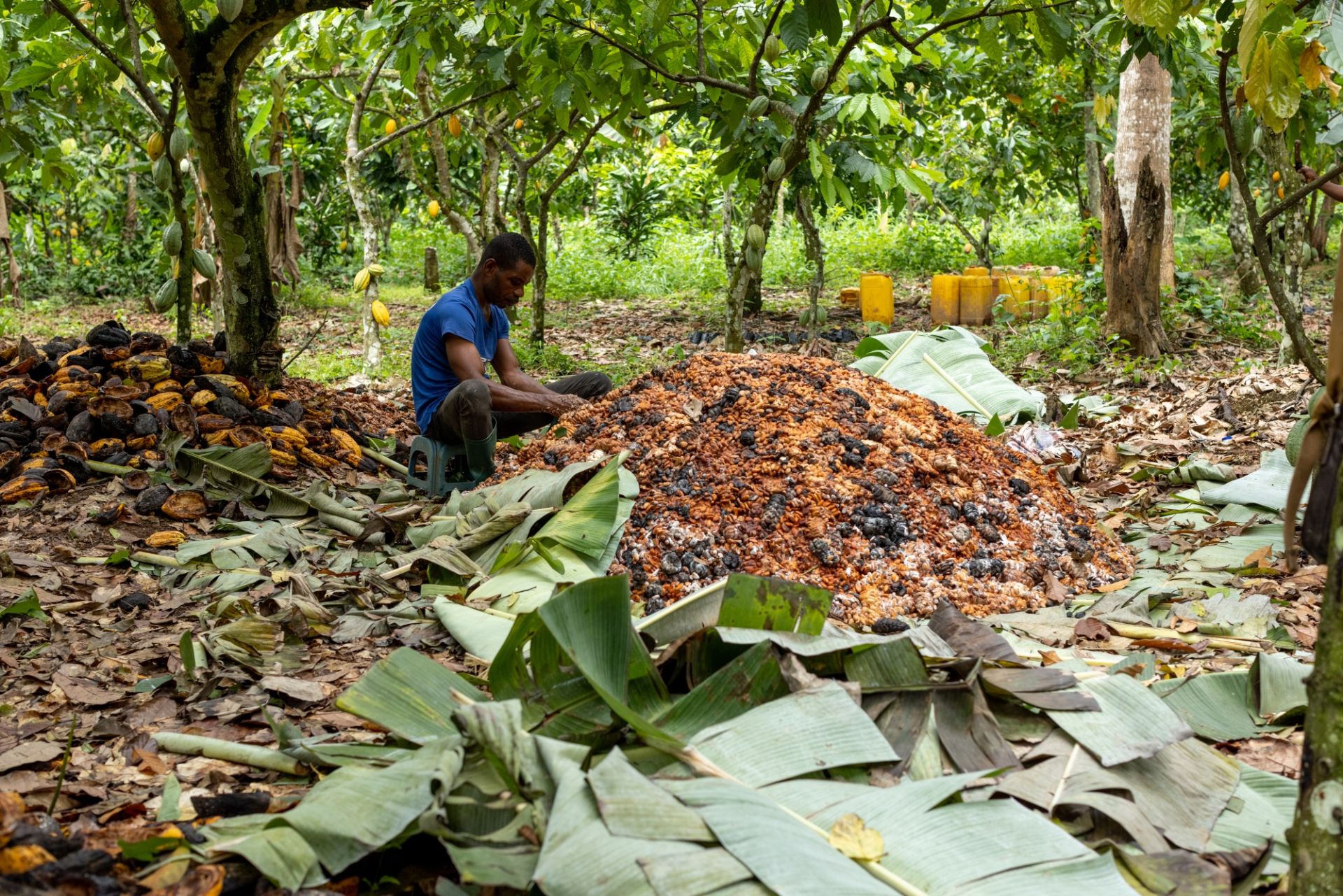 Một c&amp;ocirc;ng nh&amp;acirc;n đang sắp xếp hạt ca cao l&amp;ecirc;n men để phơi kh&amp;ocirc; trong một vụ thu hoạch ở Ghana. Những trận mưa lớn v&amp;agrave; sự l&amp;acirc;y lan li&amp;ecirc;n tục của bệnh đậu đen đ&amp;atilde; đẩy gi&amp;aacute; l&amp;ecirc;n cao trong năm nay