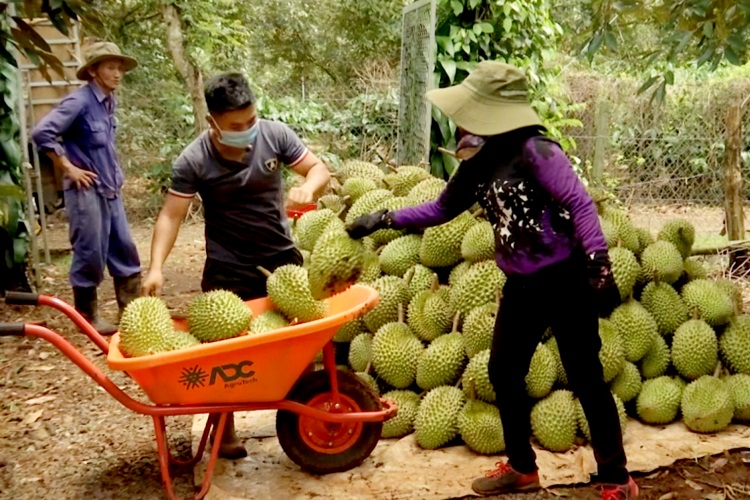 N&amp;ocirc;ng d&amp;acirc;n Daklak thu hoạch sầu ri&amp;ecirc;ng