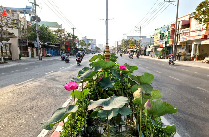 Hoa sen được trồng tr&amp;ecirc;n khắp c&amp;aacute;c tuyến đường của tỉnh Đồng Th&amp;aacute;p. Đ&amp;acirc;y l&amp;agrave; tuyến đường 30/4, phường Mỹ Ph&amp;uacute;, th&amp;agrave;nh phố Cao L&amp;atilde;nh