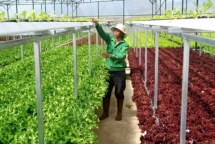 Quan ngại thu hoạch và tiêu thụ nông sản phía Nam