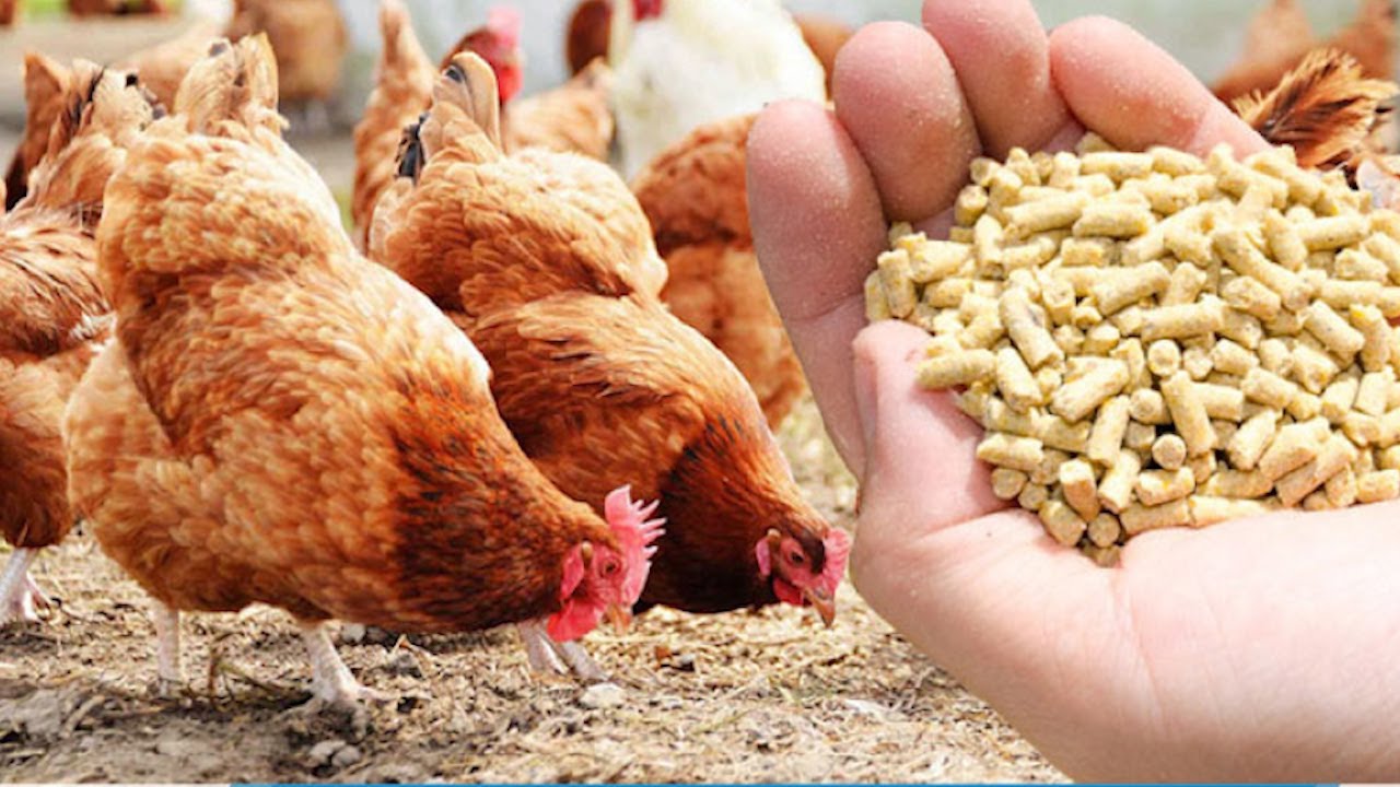 7 th&amp;aacute;ng đầu năm, Việt Nam chi gần 3 tỷ USD nhập khẩu thức ăn chăn nu&amp;ocirc;i