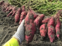 27.000 tấn khoai lang tím ở Vĩnh Long cần hỗ trợ tiêu thụ