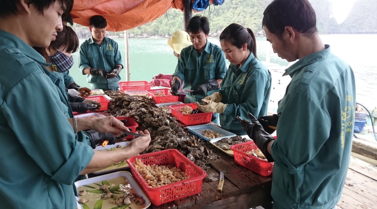 Về Vịnh Hạ Long  kh&amp;ocirc;ng những được ngắm kỳ quan  kỳ th&amp;uacute; của m&amp;acirc;y trời n&amp;uacute;i biển, bạn c&amp;ograve;n được trải nghiệm thực tế quy tr&amp;igrave;nh  nu&amp;ocirc;i cấy ngọc trai giữa đại dương bao la, v&amp;agrave; được chế t&amp;aacute;c miệt m&amp;agrave;i  từ tay người thợ t&amp;agrave;i hoa để ra những vi&amp;ecirc;n ngọc lung linh l&amp;agrave;m đẹp cho đời