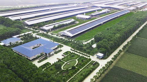 Hệ thống trang trại sinh th&amp;aacute;i Vinamilk Green Farm được x&amp;acirc;y dựng tại T&amp;acirc;y Ninh, Quảng Ng&amp;atilde;i, Thanh H&amp;oacute;a với quy m&amp;ocirc; đ&amp;agrave;n b&amp;ograve; sữa 20.000 con