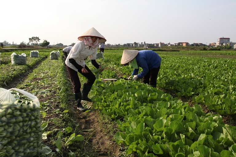 Vĩnh Ph&amp;uacute;c hỗ trợ c&amp;aacute;c HTX ứng dụng c&amp;ocirc;ng nghệ cao trong sản xuất kinh doanh.