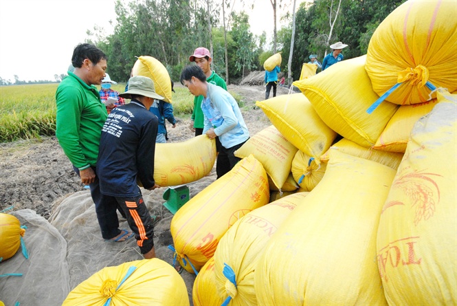 Y&amp;ecirc;u cầu c&amp;aacute;c doanh nghiệp kh&amp;ocirc;ng ồ ạt mua gom l&amp;uacute;a gạo