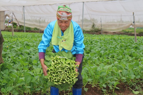 HTX Rau an to&amp;agrave;n Tứ X&amp;atilde;, huyện L&amp;acirc;m Thao