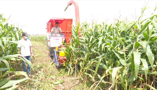 M&amp;ocirc; h&amp;igrave;nh trồng ng&amp;ocirc; sinh khối của HTX N&amp;ocirc;ng nghiệp L&amp;acirc;m Thao