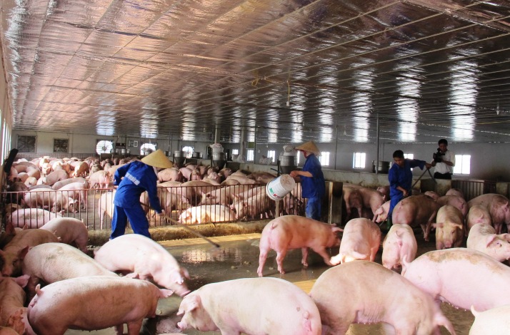Kiểm dịch động vật - hướng đi để ph&amp;aacute;t triển chăn nu&amp;ocirc;i bền vững