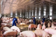 Kiểm dịch động vật - hướng đi để phát triển chăn nuôi bền vững
