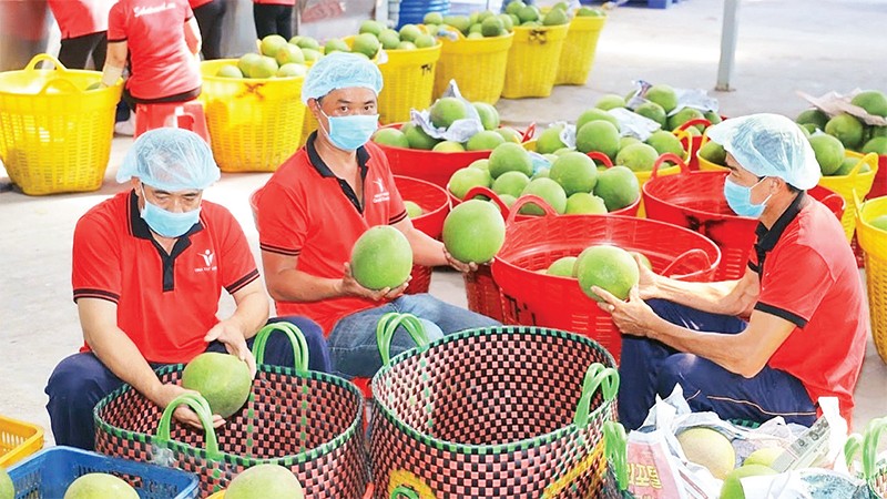 Kiểm so&amp;aacute;t v&amp;ugrave;ng trồng đảm bảo xuất khẩu n&amp;ocirc;ng sản bền vững