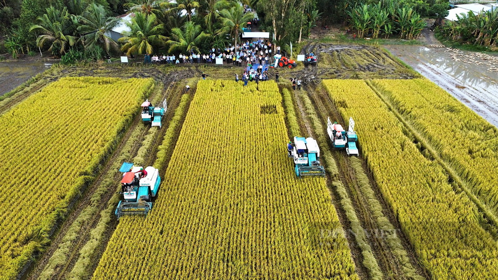 M&amp;ocirc; h&amp;igrave;nh trồng l&amp;uacute;a giảm ph&amp;aacute;t thải triển khai tr&amp;ecirc;n tổng diện t&amp;iacute;ch 50ha tại HTX Tiến Thuận (x&amp;atilde; Thạnh An, huyện Vĩnh Thạnh, TP Cần Thơ) trong vụ h&amp;egrave; thu 2024. Ảnh: B&amp;aacute;o D&amp;acirc;n Việt