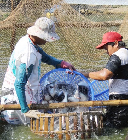 Thu hoạch c&amp;aacute; tra tại quận &amp;Ocirc; M&amp;ocirc;n.