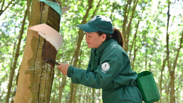 Những dấu hiệu đáng quan tâm về giá cao su