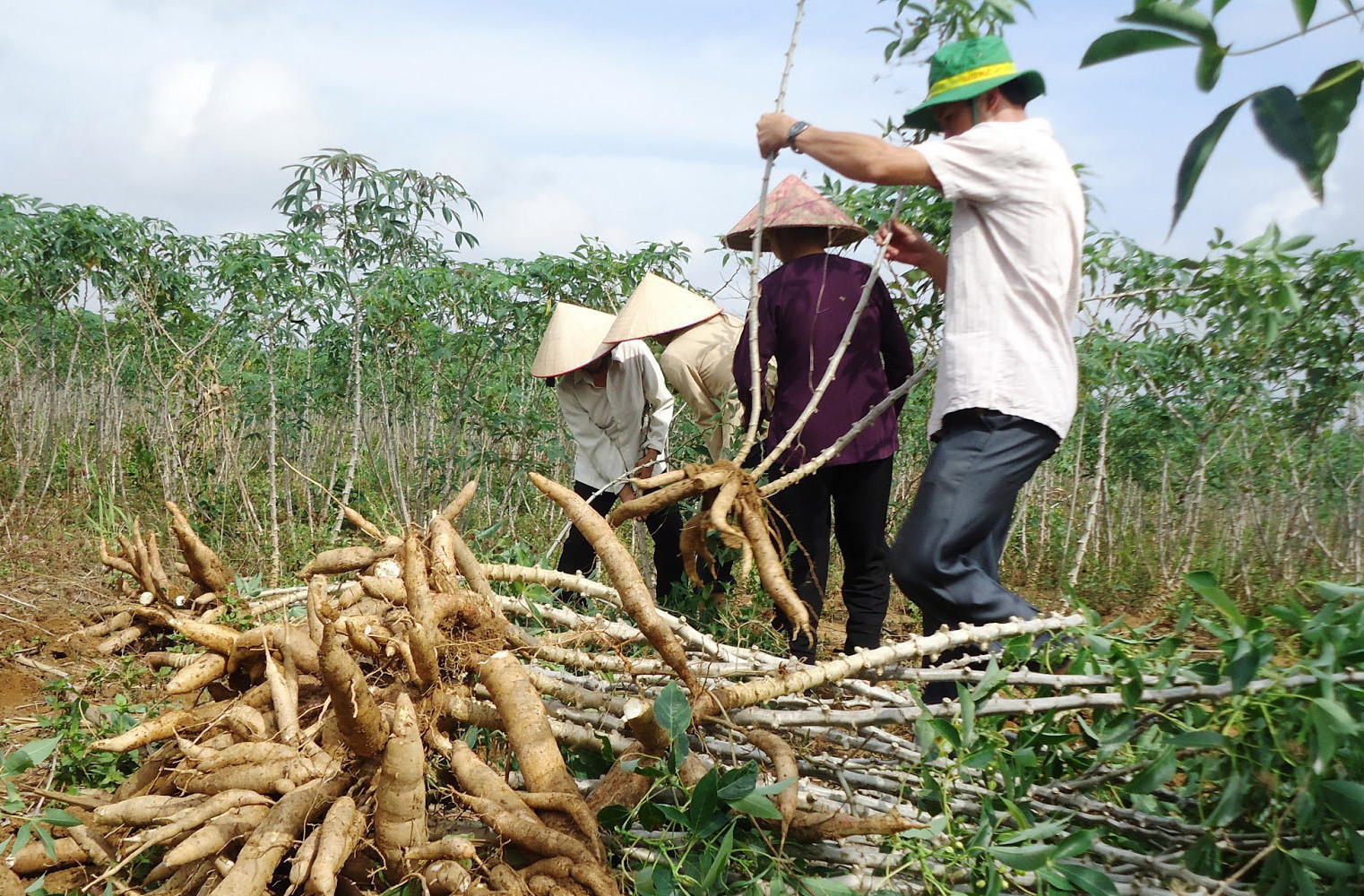 L&amp;agrave;o Cai chỉ đạo kiểm so&amp;aacute;t chặt chẽ diện t&amp;iacute;ch trồng sắn theo quy hoạch