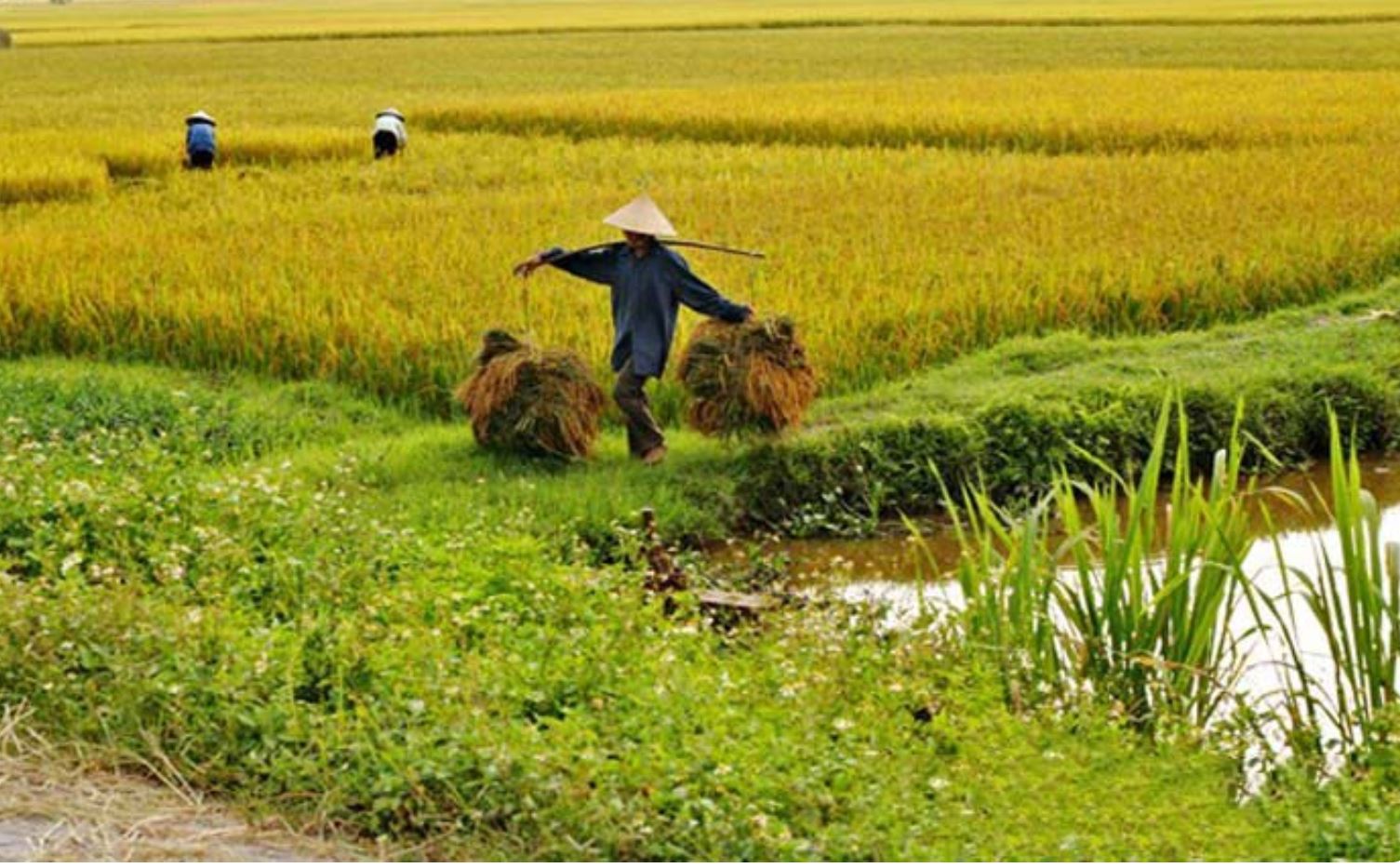 Gi&amp;aacute; l&amp;uacute;a gạo ng&amp;agrave;y 14/8: Đồng loạt tăng mạnh ở cả thị trường trong nước v&amp;agrave; xuất khẩu . Ảnh minh họa