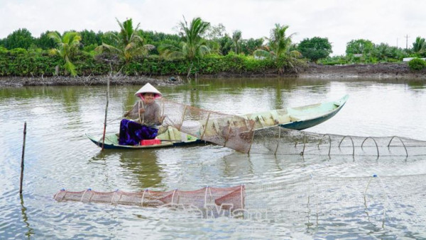 Cà Mau: Tiếp tục phát triển mô hình tôm sinh thái