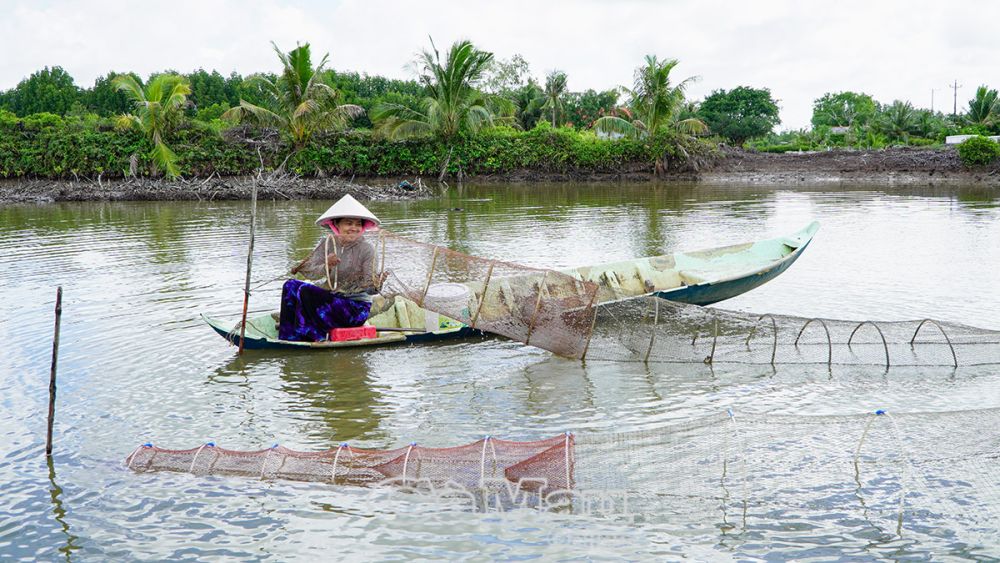 Huyện Ngọc Hiển hiện c&amp;oacute; 23.000 ha mặt nước nu&amp;ocirc;i t&amp;ocirc;m sinh th&amp;aacute;i kết hợp nu&amp;ocirc;i cau dưới t&amp;aacute;n rừng. Ảnh b&amp;agrave; con kh&amp;oacute;m Rạch Gốc B, thị trấn Rạch Gốc đặt l&amp;uacute; thu hoạch t&amp;ocirc;m.