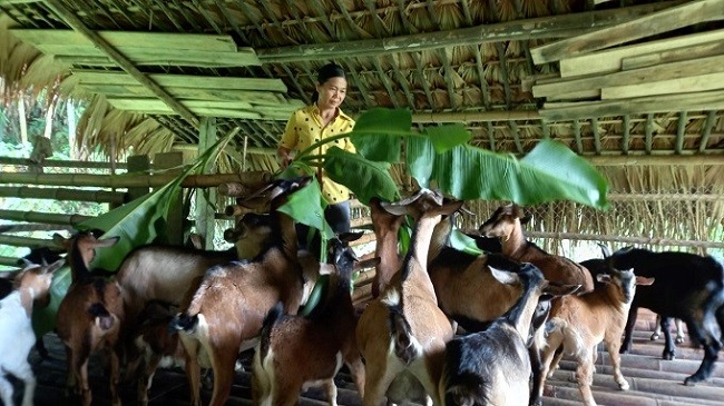 Nhiều m&amp;ocirc; h&amp;igrave;nh kinh tế do phụ nữ l&amp;agrave;m chủ ở x&amp;atilde; T&amp;acirc;n Hương, huyện Y&amp;ecirc;n B&amp;igrave;nh cho hiệu quả kinh tế cao