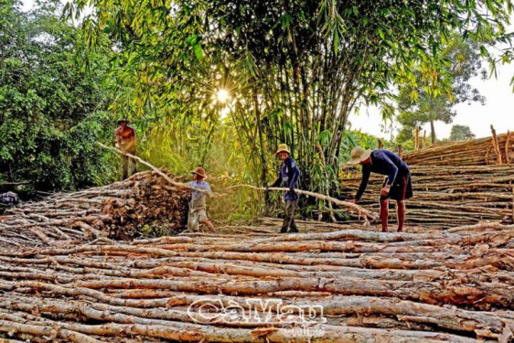 Cà Mau: Khai thác tiềm năng kinh tế rừng