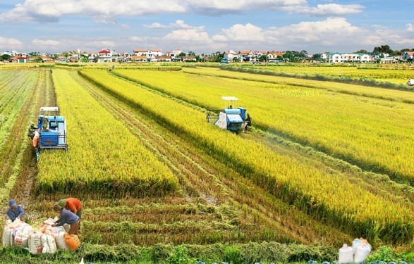 Cần đảm bảo kỹ thuật cho sản xuất lúa chất lượng cao, phát thải thấp