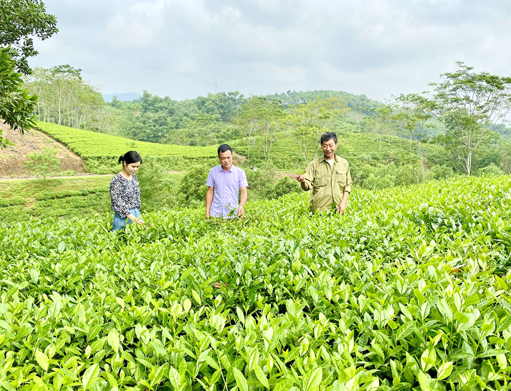 HTX N&amp;ocirc;ng nghiệp sản xuất v&amp;agrave; chế biến ch&amp;egrave; Y&amp;ecirc;n Kỳ cho năng suất v&amp;agrave; chất lượng cao