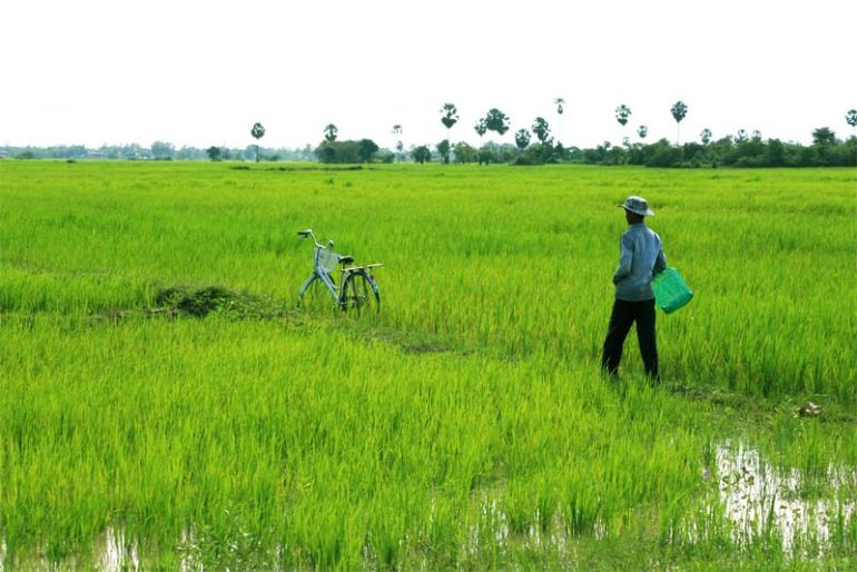 Gi&amp;aacute; l&amp;uacute;a h&amp;ocirc;m nay 29/8 tiếp đ&amp;agrave; tăng nhẹ 100 đồng/kg