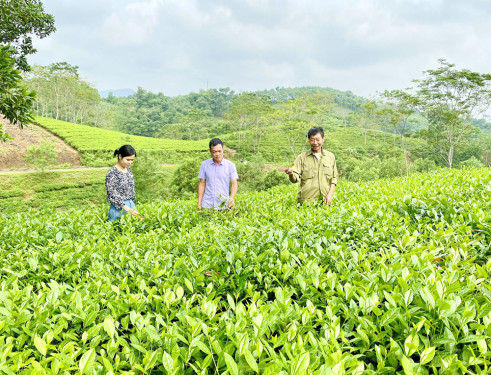 Phát triển hiệu quả mô hình kinh tế tập thể ở Phú Thọ